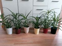 Aloe Vera 3 Jahre alt heilpflanze Niedersachsen - Oldenburg Vorschau