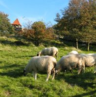 Suche Wiese/Weide für Schafhaltung Hessen - Dautphetal Vorschau