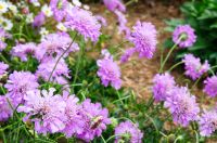 Tauben-Skabiose 4,50€ - Scabiosa columbaria Staude Pflanze Bayern - Veitshöchheim Vorschau