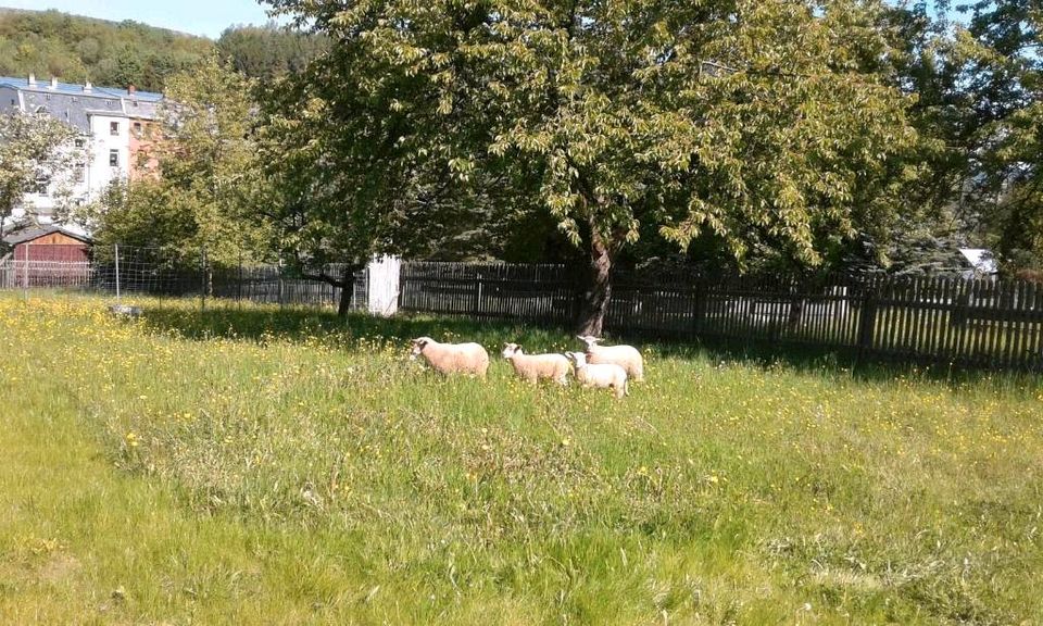 Gartengrundstück/ Freizeitgrundstück in Plauen