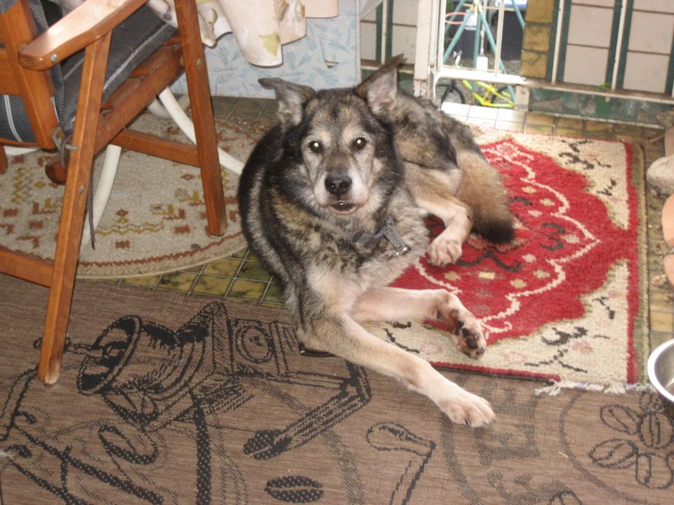 „Ein Hund entscheidet sich einmal für den Rest seines Lebens. in Köln