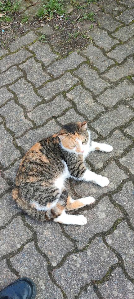 Katze gefunden in Wolfsburg