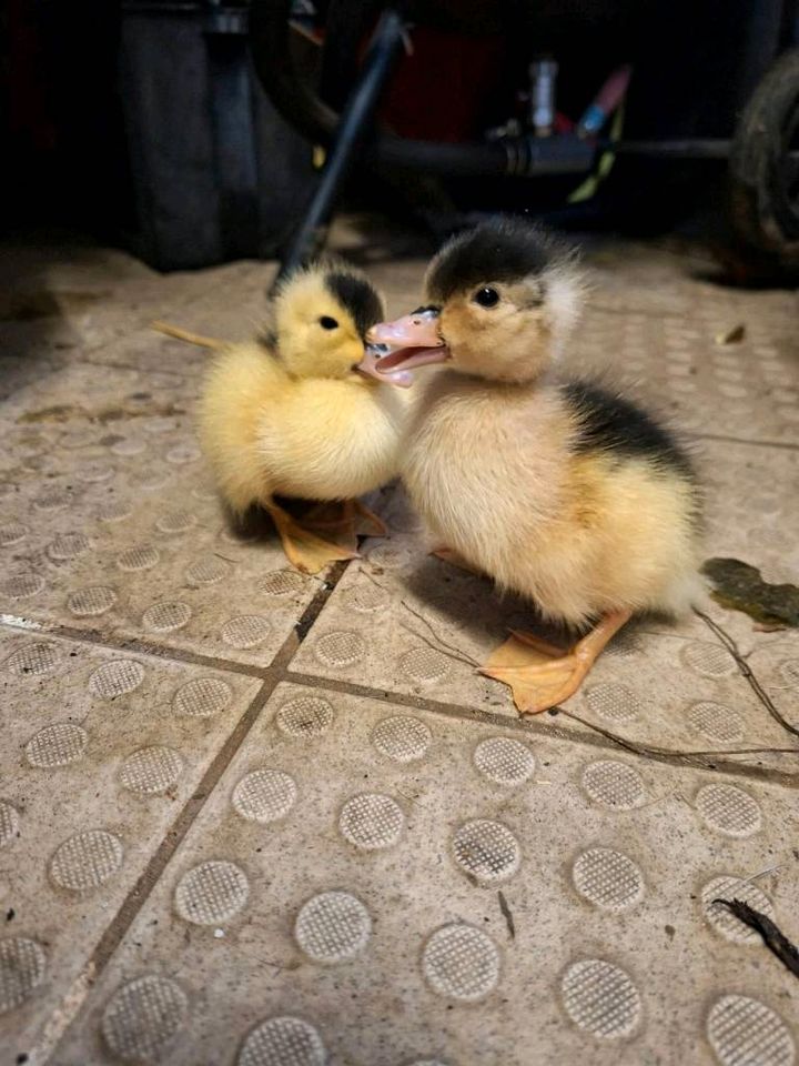 Barbarie-Enten StummentenWarzenentenFlugenten Pekingenten Muladen in Böhnhusen