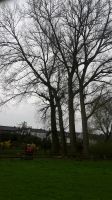 Bäume fällen kostenlos gegen Holzabgabe zu verschenken Nordrhein-Westfalen - Nieheim Vorschau