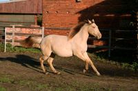 Paint Horse/ Quarter Horse Stute Sachsen-Anhalt - Dessau-Roßlau Vorschau