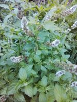 Pfefferminze Bienenfutter  WINTERHART Balkon Garten Tee usw.... Sachsen - Wyhratal Vorschau