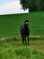 Pflegebeteiligung gesucht Sachsen - Geringswalde Vorschau