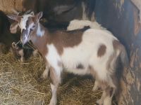 Kleinen  Ziegen Bock ohne Hörner Rheinland-Pfalz - Dreis-Brück Vorschau