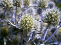 STAUDENSAMEN - BLAUE EDELDISTEL - MANNSTREU (Eryngium) Sachsen-Anhalt - Lutherstadt Wittenberg Vorschau