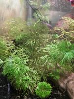 Aquarium Pflanzen an zu geben Niedersachsen - Braunschweig Vorschau