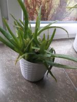 Aloe Vera Pflanze Nordrhein-Westfalen - Gelsenkirchen Vorschau
