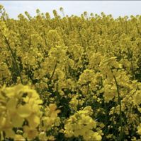 Ackerland zu pachten gesucht, auch Vertrags-Naturschutz Nordrhein-Westfalen - Bergheim Vorschau