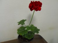 Geranie Pelargonie Jungpflanze. Baden-Württemberg - Plüderhausen Vorschau