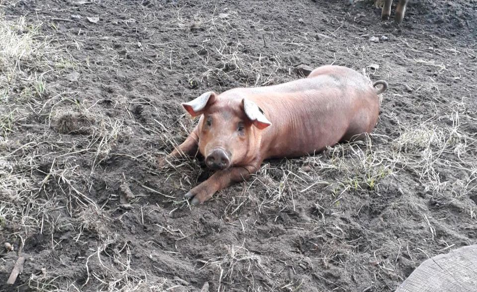 Schweinefleisch und Wurst vom Duroc in Himmelpforten