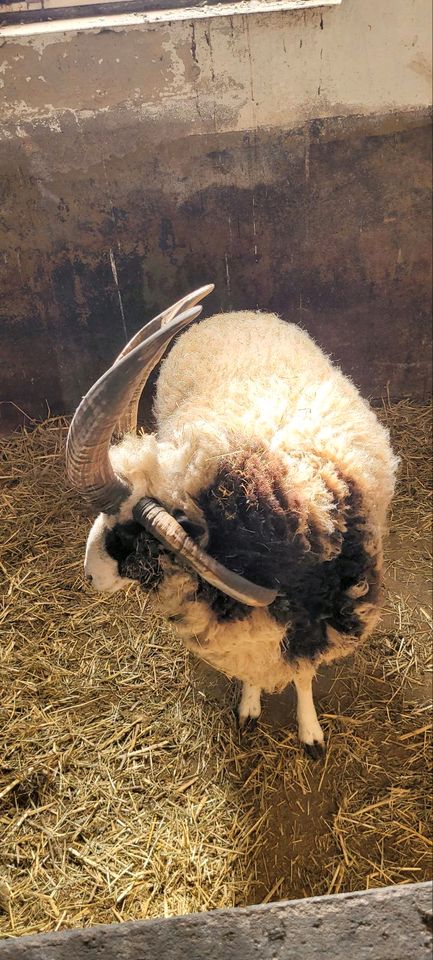 Jakobschaf Bock Vierhornschaf in Meerbeck