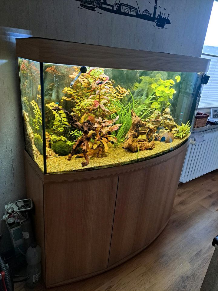 Juwel Vision 260l Aquarium in Kletkamp