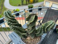 Cereus forbesii spiralförmig Kaktus Sukkulenten Bayern - Straubing Vorschau