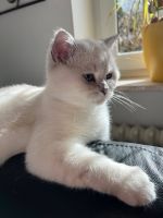 Suche / Vermisse Britisch Kurzhaar Katze BKH Silver Shaded Point Hessen - Burghaun Vorschau