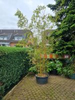 Bambus Gelb kleinblättrig Nordrhein-Westfalen - Erftstadt Vorschau