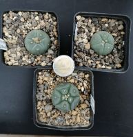 3 St.Lophophora williamsii caespitosa, Peyote Hessen - Kassel Vorschau