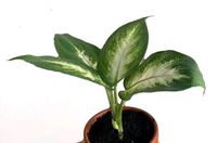 Dieffenbachia Compacta Babyplant/ Babypflanze Nordrhein-Westfalen - Mönchengladbach Vorschau