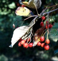 Echte Mehlbeere 80-100cm - Sorbus aria - Baum des Jahres Niedersachsen - Bad Zwischenahn Vorschau