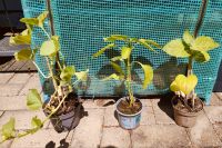 Gemüsepflanzen Tomaten, Paprika, Melone Andenbeere Nordrhein-Westfalen - Welver Vorschau