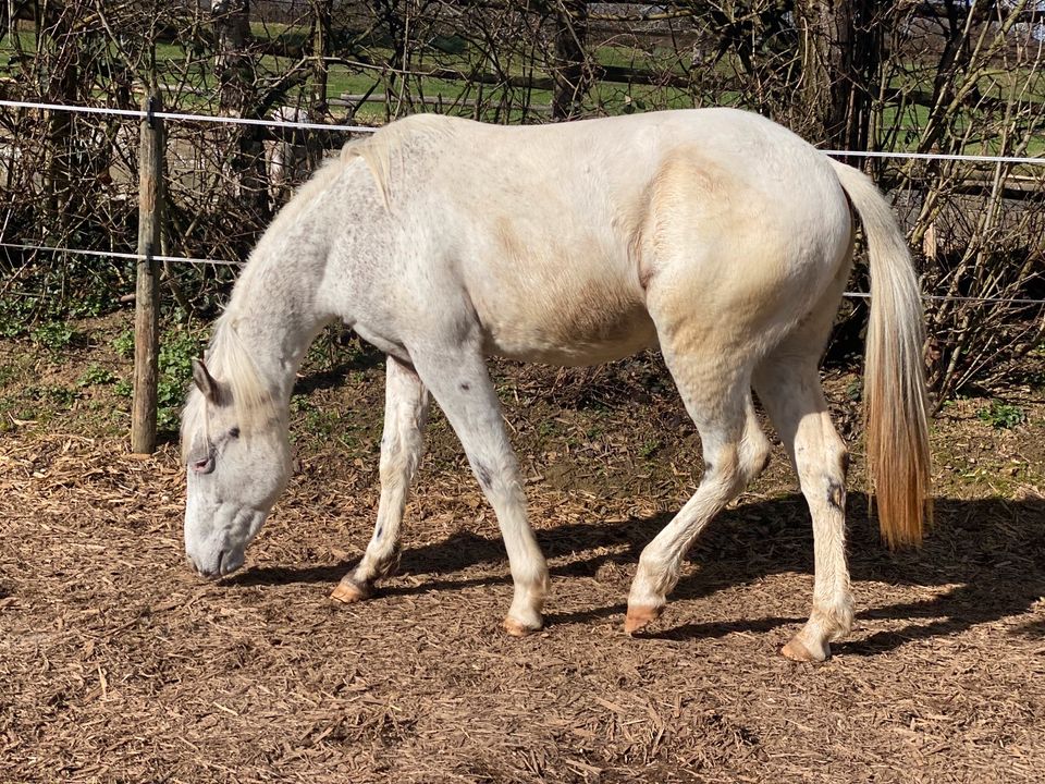 Appaloosa Fewspot Wallach 2j. Traumpferd in Göppingen