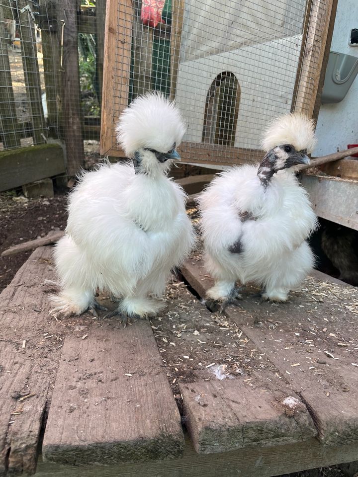 Seidenhühner / Showgirls / US Silkies Bruteier in Alfeld (Leine)