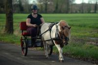 Tpyvolle Dt. Partbred Shetland Pony Stute Fuchsschecke Niedersachsen - Bockhorn Vorschau