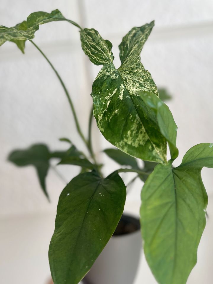 Syngonium Mojito Mottled in Leipzig