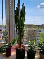 XXL Cowboy Cactus Pflanze Euphorbia trigona variegata Nordrhein-Westfalen - Gelsenkirchen Vorschau