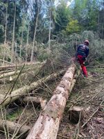 Forstarbeit, Baumfällungen, Durchforstung, Hilfe im Wald Bayern - Berching Vorschau