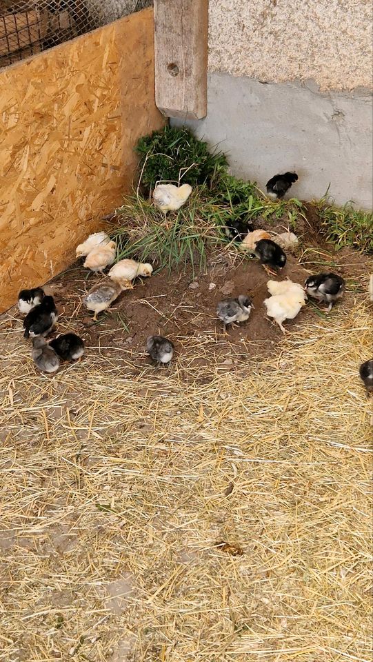 Hühner Küken  Bruteier Hennen Geflügel Enten Gänse Marans buntleg in Creußen