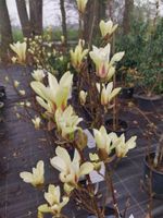 Magnolie Sunrise / Magnolia Sunrise / Höhe 130cm Nordrhein-Westfalen - Bocholt Vorschau