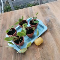 Pilea Glückstaler Ufo Bauchnabel Pfannkuchenpflanze Schleswig-Holstein - Großsolt Vorschau