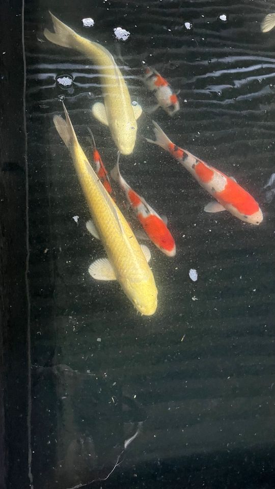 Koi, original Japankoi, gold 35 - 40 cm in Mönchengladbach