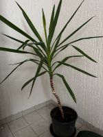 Palmlilie Yuccapalme Baden-Württemberg - Forst Vorschau