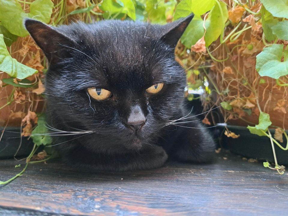 Tierpension/Tierpsychologie/Tierpflege/Tagesbetreuung/Gassi in Bad Bellingen