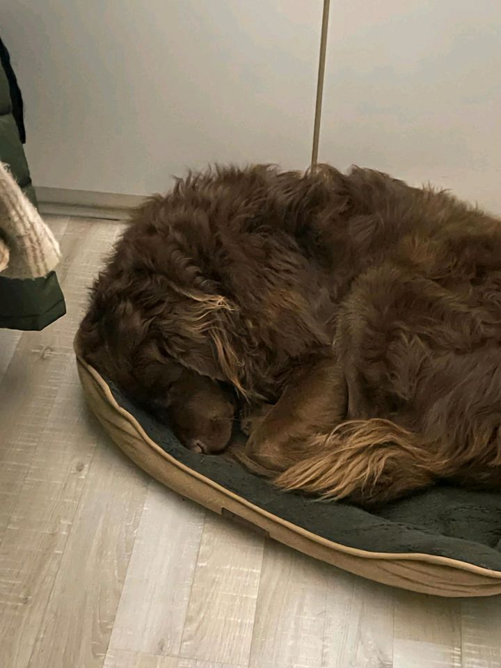 Urlaubsbetreuung für Neufundländer-Labradoodle-Mix gesucht in Karlstadt