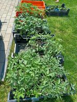 Tomatenpflanzen schwarz, schwarz rot, schwarz grün Thüringen - Mühlhausen Vorschau