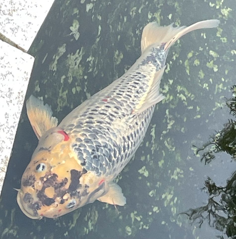 Koi zu verkaufen Goshiki Gin Rin im hohen Alter in Glinde