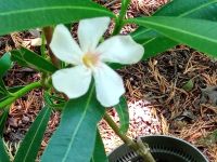 Oleander Alsace bew. Tradeskantia Zebrina Voodoo Lilie Versand mö Baden-Württemberg - Heimsheim Vorschau