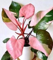 Philodendron pink Princess marble Rarität Sachsen-Anhalt - Helbra Vorschau