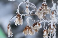 Feuerahorn. Acer ginnala. 100 Samen. Bayern - Riedering Vorschau