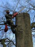 Baumfäller/Baumfällung/Baumpflege/Kronenpflege/Seilklettertechnik Wandsbek - Hamburg Wellingsbüttel Vorschau