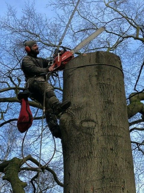 Baumfäller/Baumfällung/Baumpflege/Kronenpflege/Seilklettertechnik in Hamburg