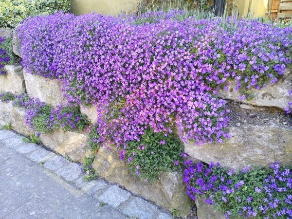 Blaukissen mehrjähriger Bodendecker Boden Decker Samen Aubrieta in Pfedelbach