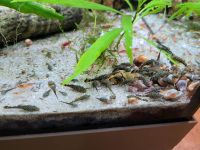 10 Antennenwelse Babys Welse Aquariumfische Bayern - Haarbach Vorschau