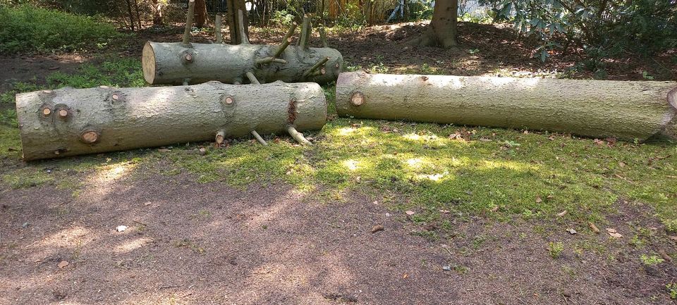 Holz Fichte Baumstämme kaminholz in Brackel